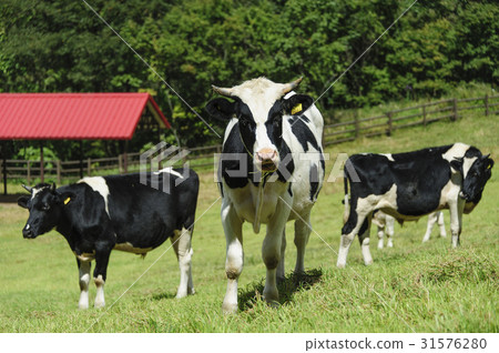 Dairy cow, Daegwallyeong Heaven Ranch, Daegwallyeong, Pyeongchang-gun, Gangwon-do Dairy cow, Daegwallyeong Heaven Ranch, Daegwallyeong, Pyeongchang-gun, Gangwon-do 31576280