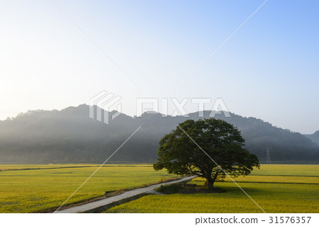 Rice, zelkova, Boeun-gun, Chungbuk 31576357