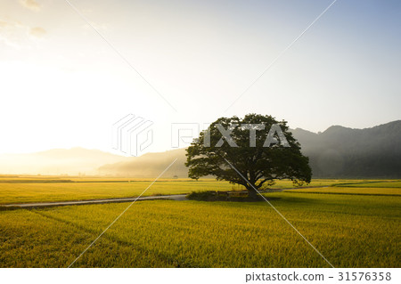 Rice, zelkova, Boeun-gun, Chungbuk 31576358