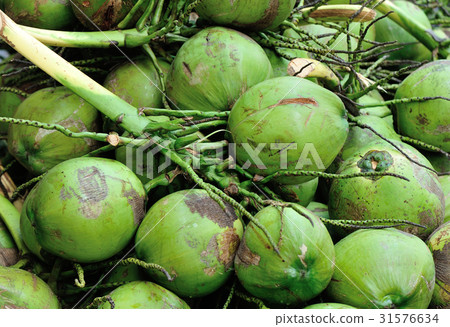 Closeup of green coconuts For Sell On Street 31576634