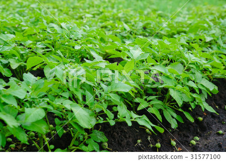 Green potato bushes 31577100