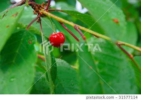 A guy and a girl are doing sports, aerial A guy and a girl are doing sports, aerial 31577114