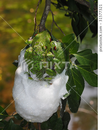 Moria gull frog 31577321