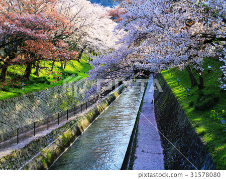 日本大津琵琶湖疏水之櫻 31578080