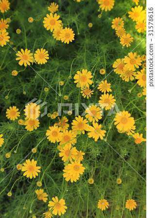 Yellow flowers field for background. Yellow flowers field for background. 31578616