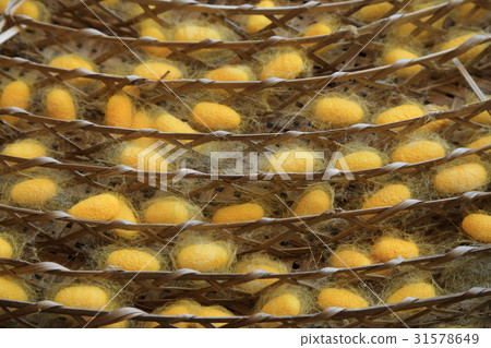 Worm cocoon in basket for threshing silk fibre. 31578649