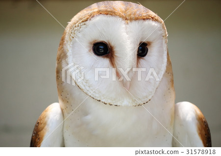 倉owl 31578918