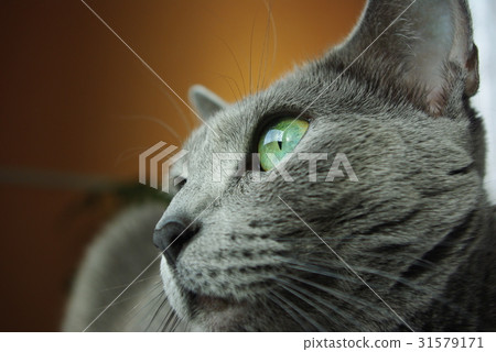 Cat [Russian blue] 31579171