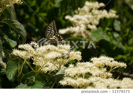 燕尾蝶 燕尾蝶 31579373