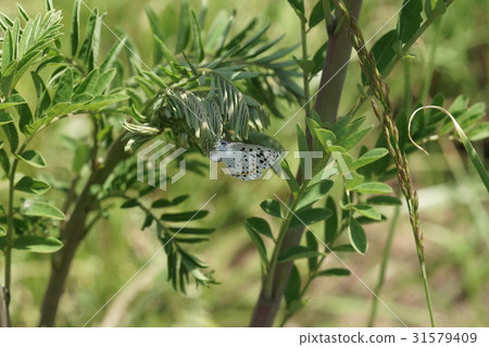 產生在克拉拉的女性女性薄層 31579409