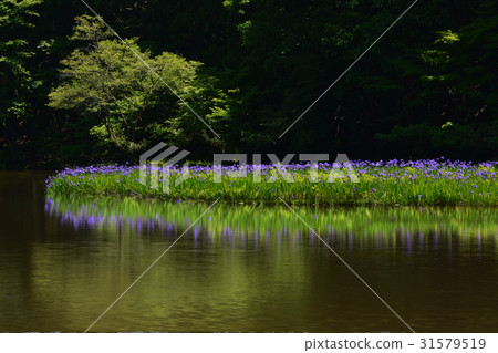 Hiramei排骨 Hiramei排骨 31579519