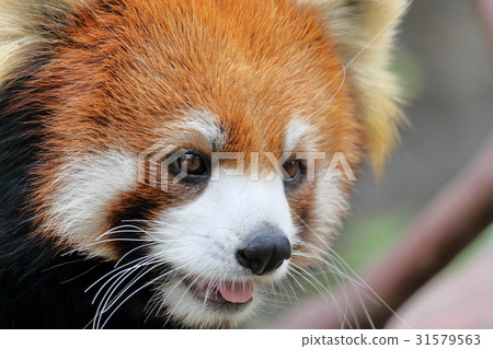 Lesser panda 31579563