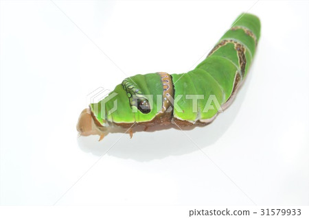 Clownfoot幼蟲白色背景 31579933