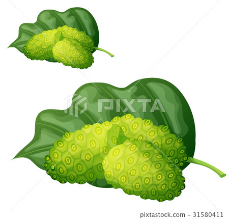 Noni fruit illustration. Cartoon vector icon 31580411