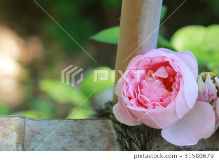 玫瑰 31580679