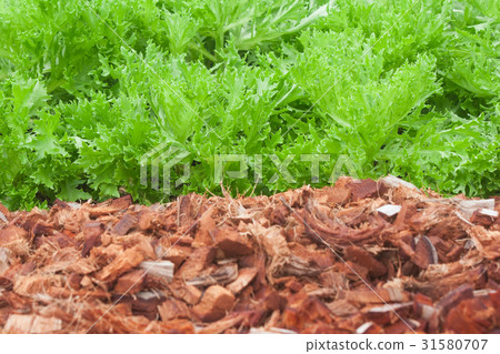 Close up sprout vegetable with coconut husk. Close up sprout vegetable with coconut husk. 31580707
