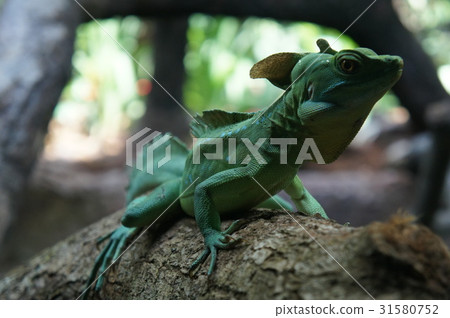Green basilisk 31580752
