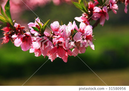Japan's four seasons March Japan's four seasons March 31580956