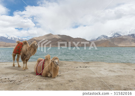 卡拉庫里湖 31582016