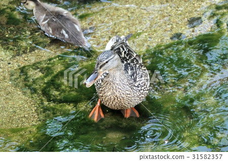 Waterfowl "Mallardo: parent and child" Milky Way: Hirakata, Osaka Waterfowl "Mallardo: parent and child" Milky Way: Hirakata, Osaka 31582357