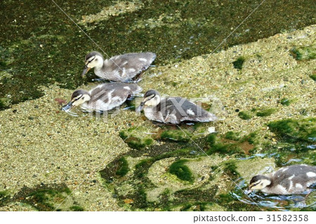 Waterfowl "Mallardo: parent and child" Milky Way: Hirakata, Osaka 31582358