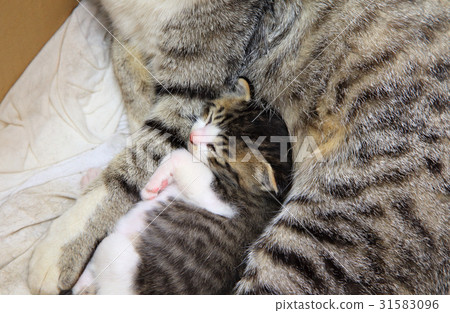 Sleeping cat's baby Sleeping cat's baby 31583096