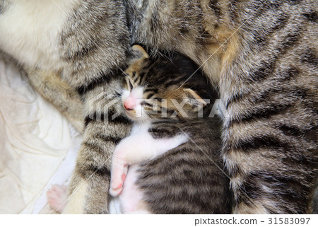 Sleeping cat's baby Sleeping cat's baby 31583097