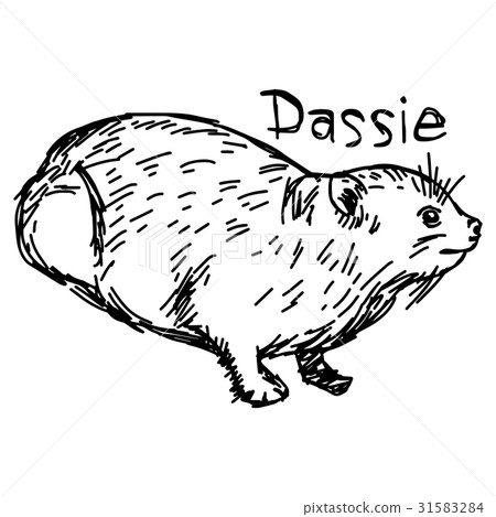 Dassie or Rock Hyrax - vector illustration  31583284
