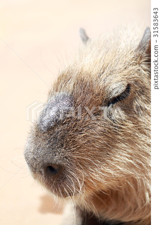 Capybara（動物園囓齒動物哺乳動物幾內亞老鼠棒粒子切割方切割命運水稻Rouse Organism） 31583643