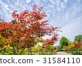 Seasonal autumn leaves 31584110