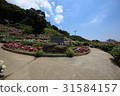  繡球 31584157