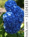  繡球 31584183