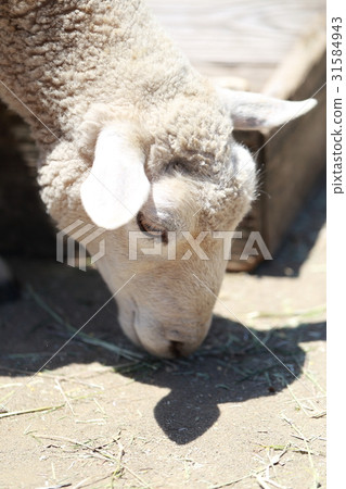 羊羊（膳食動物生物哺乳動物家畜牛牛牛羊臉食草動物山羊亞科） 31584943
