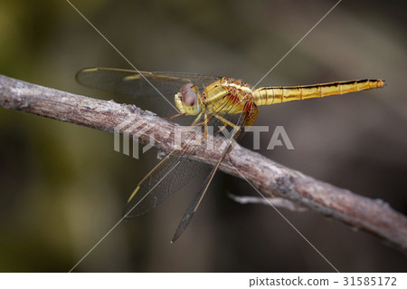 Image of a Dragonfly (Pantala flavescens) Image of a Dragonfly (Pantala flavescens) 31585172