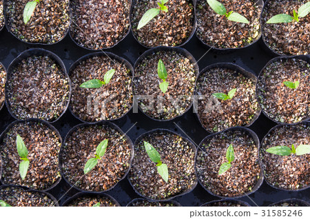 青椒罐子幼木 31585246