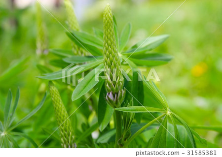 Blooming lupine Blooming lupine 31585381