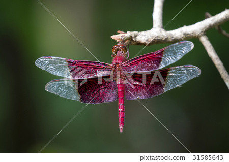 image of a red dragonflies (camacinia gigantea)