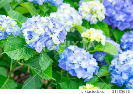 Hydrangea hydrangea hydrangea rainy season 31585656