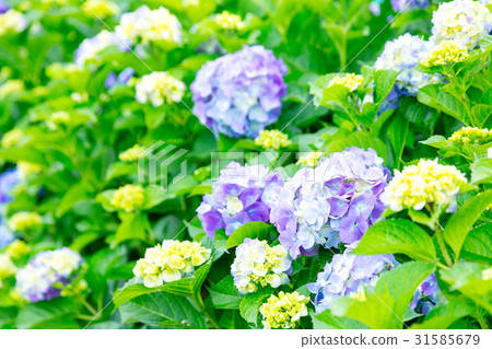 繡球花繡球花繡球花雨季 31585679