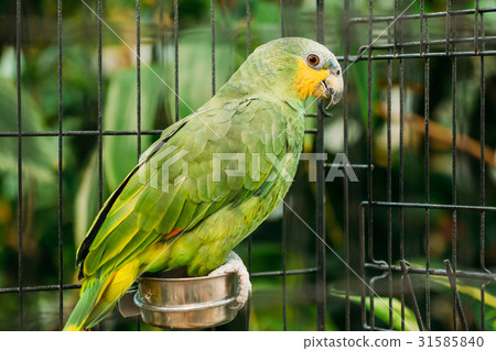 Orange-winged Amazon Or Amazona Amazonica, Also Orange-winged Amazon Or Amazona Amazonica, Also 31585840