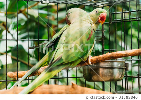 Alexandrine Parakeet Psittacula Eupatria. Green 31585846