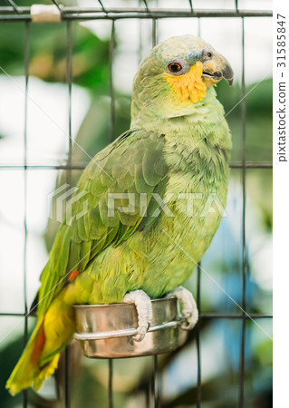 Orange-winged Amazon Or Amazona Amazonica, Also Orange-winged Amazon Or Amazona Amazonica, Also 31585847