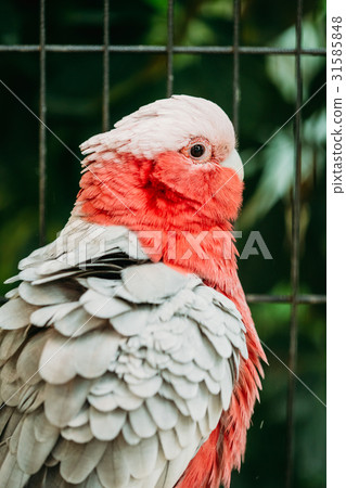 Galah Or Eolophus Roseicapilla, Also Known As The 31585848