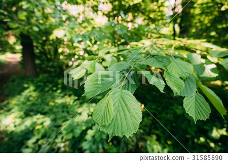 Leaf Leaves On Branch Of Green Alder Or Alnus 31585890