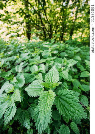 The Twigs Of Wild Nettle, Stinging Nettle Or The Twigs Of Wild Nettle, Stinging Nettle Or 31585891