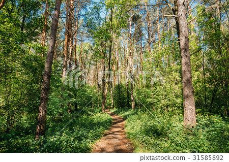 Lane, Path, Way For Light Walking In Summer 31585892