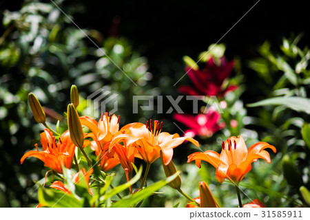 Flowers of orange lily blooming happily in the sunlight (Sleeping lily garden) Flowers of orange lily blooming happily in the sunlight (Sleeping lily garden) 31585911