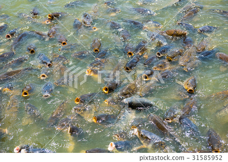 A group of carp that opens mouth for food 31585952