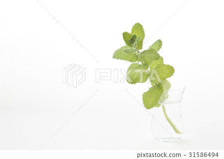 Mint leaves with glass 31586494