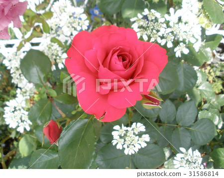 Red rose Red rose 31586814